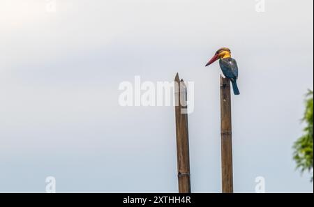 Stork billed Kingfisher Stockfoto