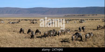 Große Herden von Gnus und Zebras, die auf dem trockenen, braunen Gras im Ngorongoro-Krater in Tansania weiden. Stockfoto