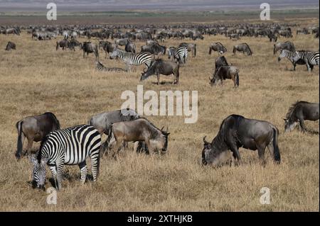 Eine Mischung aus Zebras und Gnus, die auf dem trockenen Gras im Ngorongoro-Krater in Tansania weiden. Stockfoto