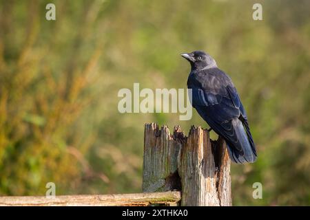 Porträt eines Jackdaw, Coloeus monedula, während er im Sonnenschein auf einem hölzernen Zaunpfosten thront. Ein stummgeschalteter natürlicher Hintergrund ohne Fokus verfügt über einen Textraum Stockfoto