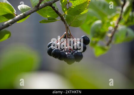 Nahaufnahme der Reifen Aronia melanocarpa-Beeren, die an einem Zweig hängen, umgeben von grünen Blättern und natürlichem Licht. Stockfoto