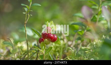 Preiselbeerpflanzen mit roten Beeren in einer Waldlandschaft, umgeben von Moos und Laub, die die Essenz wilder natürlicher Schönheit und des lebendigen Lebens einfangen Stockfoto