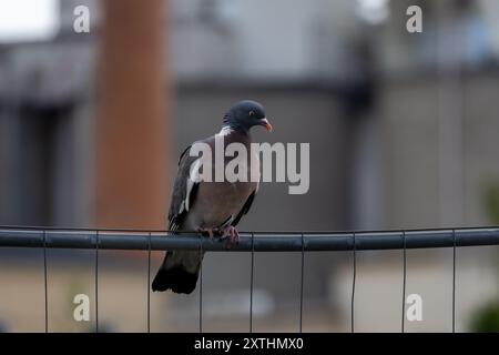 Eine Taube, die auf einem Zaunbarsch in einer Stadt ruht Stockfoto