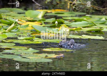 Eine Kotfütterung zwischen den lilly-Pads. Stockfoto