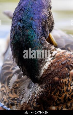 Nahaufnahme des Nackens und des Kopfes einer Ente beim Pähen mit schillernden grünen und violetten Federn und detaillierten Texturen von braunem Gefieder. Stockfoto