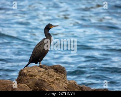 Seevögel großer Kormoran (Phalacrocorax carbo), auch bekannt als schwarzhau oder kawau, fotografiert am Ufer Frankreichs. Stockfoto