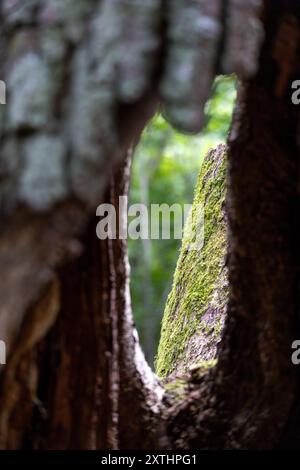 Ein moosiger, bewachsener Eichenzweig im Wald, durch ein Loch in einem Baum gesehen. Stockfoto