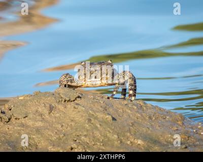 Pachygrapsus marmoratus ist eine Krabbenart, die auch als Marmorierte Steinkrabbe oder Marmorierte Krabbe bezeichnet wird und im Mittelmeer lebt Stockfoto