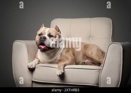 Ein robuster amerikanischer Tyrann lehnt sich auf einem beigefarbenen Sessel, die Zunge in einer entspannten Pose, und verleiht dem schlichten, eleganten Stil einen Hauch Humor und Persönlichkeit Stockfoto