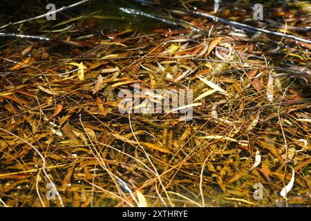 Frösche auf herbstlichen Trauerweidenblättern, Toskana, Italien Stockfoto