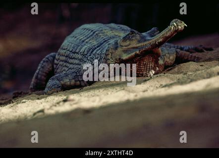 Das Gavial, auch bekannt als Gavial oder fischfressendes Krokodil, ist ein Krokodil der Familie Gavialidae und einer der längsten lebenden Krokodile. Stockfoto