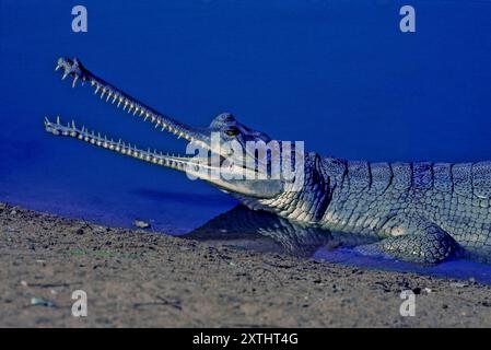 Das Gavial, auch bekannt als Gavial oder fischfressendes Krokodil, ist ein Krokodil der Familie Gavialidae und einer der längsten lebenden Krokodile. Stockfoto