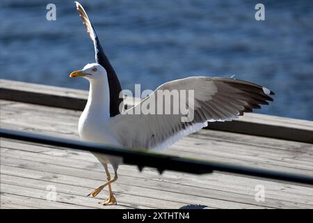 Eine Möwe, die ihre Flügel auf einem hölzernen Pier biegt. Stockfoto