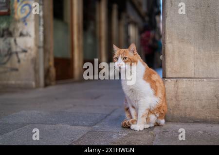 Häusliche Kurzhaar-Tabby-Katze, die auf der Straße sitzt. Katzen in Venedig. Enge Straße in Venedig Stockfoto