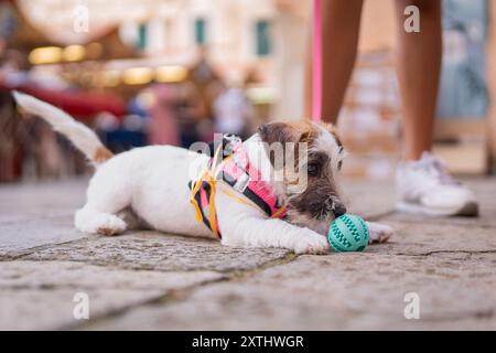 Der reinrassige, kaputte Welpe Jack Russell Terrier spielt auf der Straße. Fröhliche kleine Hundefreundin rennt um einen Ball. Aktiver vierbeiniger Freund. Stockfoto