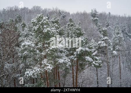 Der Naturpark Schönbuch in der Region Stuttgart, im Winter Stockfoto