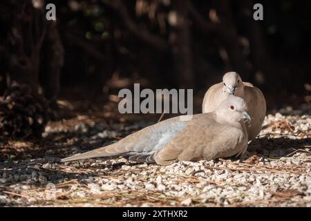 Das eurasische Taubenpaar (Streptopelia Decocto) Stockfoto