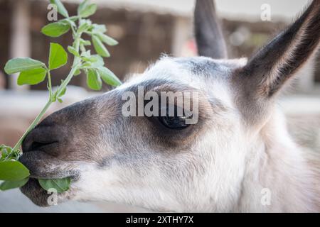 Hauslama auf einer Farm im Sommer. Lama Lama Glama isst Gras. Südamerikanisches Kamelid. Nahaufnahme von Lama. Niemand, Reisefoto Stockfoto