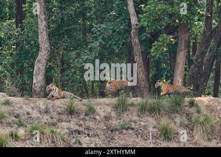 Tigerin, bekannt als DJ (Dhawajandhi) mit Untererwachsenen in der Mukki Zone des Kanha Tiger Reserve, indien. Stockfoto