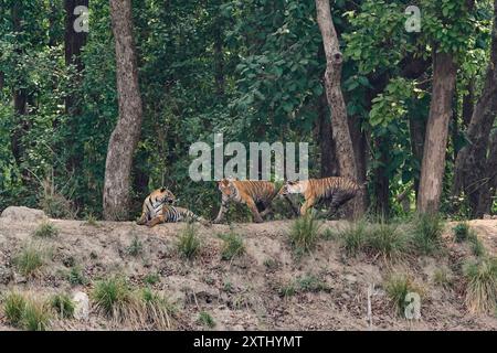 Tigerin, bekannt als DJ (Dhawajandhi) mit Untererwachsenen in der Mukki Zone des Kanha Tiger Reserve, indien. Stockfoto