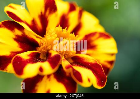 Eine Nahaufnahme eines Winwheel Marigold Stockfoto
