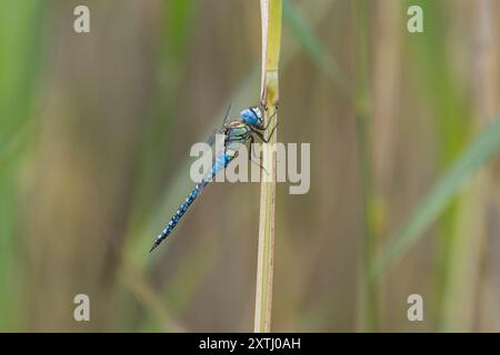 Südliches Mosaikjungfer, Männchen, Mosaikjungfer, Aeshna affinis, südlicher Migrantenhawker, blauäugiger Hawker, männlich, Æschne affine, l'æschne affine, Edel Stockfoto