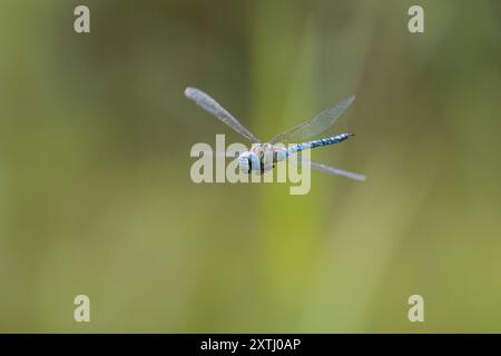 Südliches Mosaikjungfer, Männchen, Flug, fliegend, Mosaikjungfer, Aeshna affinis, südlicher Migrantenhawker, blauäugiger Hawker, männlich, fliegend, Flug, Æsch Stockfoto