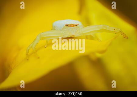 Eine weiße Krabbenspinne auf einer gelben Holunderblüte, Trompetenblüte, gelbe Trompetenblüte, Gelber Trompetenstrauch und Tecoma stans, Makroaufnahme, Thailand. Stockfoto