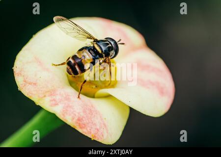 Hoverfly auf Euphorbia milii Blume, die Dornenkrone, Natur verschwommener Hintergrund, Insekt Thailand. Stockfoto