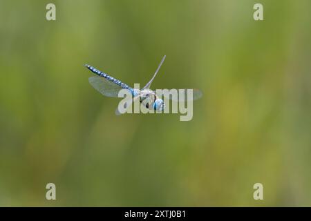 Südliches Mosaikjungfer, Männchen, Flug, fliegend, Mosaikjungfer, Aeshna affinis, südlicher Migrantenhawker, blauäugiger Hawker, männlich, fliegend, Flug, Æsch Stockfoto