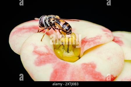 Hoverfly auf Euphorbia milii Blume, die Dornenkrone, Natur verschwommener Hintergrund, Insekt Thailand. Stockfoto