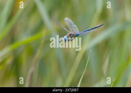 Südliches Mosaikjungfer, Männchen, Flug, fliegend, Mosaikjungfer, Aeshna affinis, südlicher Migrantenhawker, blauäugiger Hawker, männlich, fliegend, Flug, Æsch Stockfoto