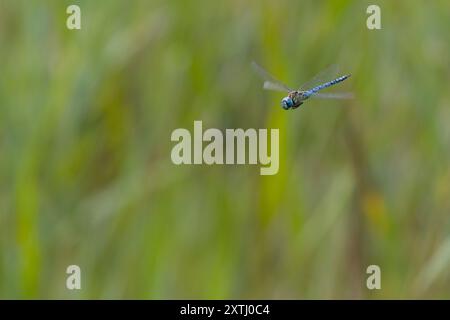 Südliches Mosaikjungfer, Männchen, Flug, fliegend, Mosaikjungfer, Aeshna affinis, südlicher Migrantenhawker, blauäugiger Hawker, männlich, fliegend, Flug, Æsch Stockfoto