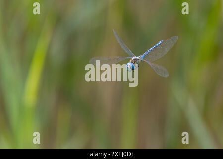 Südliches Mosaikjungfer, Männchen, Flug, fliegend, Mosaikjungfer, Aeshna affinis, südlicher Migrantenhawker, blauäugiger Hawker, männlich, fliegend, Flug, Æsch Stockfoto