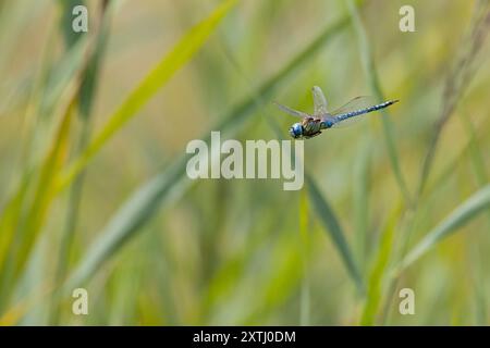 Südliches Mosaikjungfer, Männchen, Flug, fliegend, Mosaikjungfer, Aeshna affinis, südlicher Migrantenhawker, blauäugiger Hawker, männlich, fliegend, Flug, Æsch Stockfoto