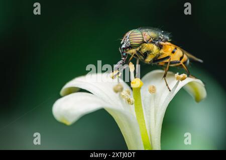 Hoverfly auf Euphorbia milii Blume, die Dornenkrone, Natur verschwommener Hintergrund, Insekt Thailand. Stockfoto