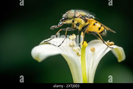 Hoverfly auf Euphorbia milii Blume, die Dornenkrone, Natur verschwommener Hintergrund, Insekt Thailand. Stockfoto