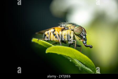 Hoverfly auf Euphorbia milii Blume, die Dornenkrone, Natur verschwommener Hintergrund, Insekt Thailand. Stockfoto