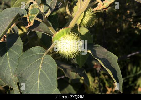 Teufelstrompete Früchte (Datura metel) auf einer Pflanze : (Pixel Sanjiv Shukla) Stockfoto