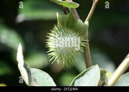 Teufelstrompete Früchte (Datura metel) auf einer Pflanze : (Pixel Sanjiv Shukla) Stockfoto