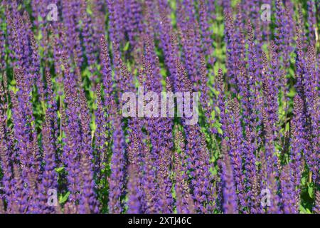 Schöne lila Blumen von Salvia nemorosa. Der Waldsalbei, Balkan-Cleary, blauer Salbei, wilder Salbei. Dekorative Blumen. Stockfoto