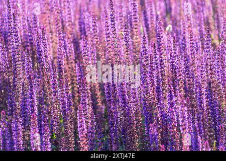 Schöne lila Blumen von Salvia nemorosa. Der Waldsalbei, Balkan-Cleary, blauer Salbei, wilder Salbei. Dekorative Blumen. Stockfoto