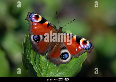 Pfauenfalter - Agalis io - isoliert auf Blatt Stockfoto