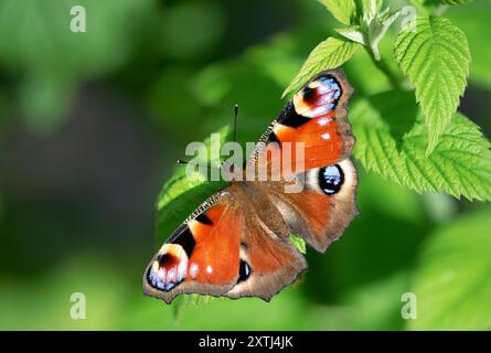 Pfauenfalter - Agalis io - isoliert auf Blatt Stockfoto