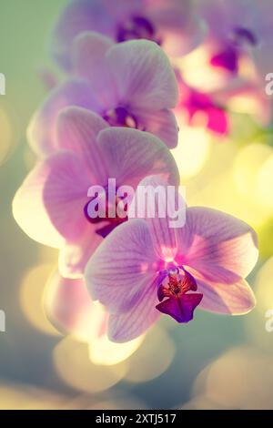Ein Nahaufnahme-Foto zeigt die zarten Details violetter Orchideenblüten, die sich im sanften Licht des Umgebungslichts sonnen. Stockfoto