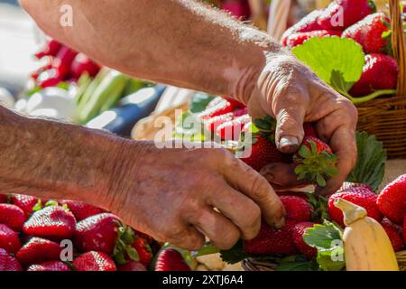 Hände einer Person mit Erdbeeren beim Erdbeerfest in Mgarr, Malta Stockfoto