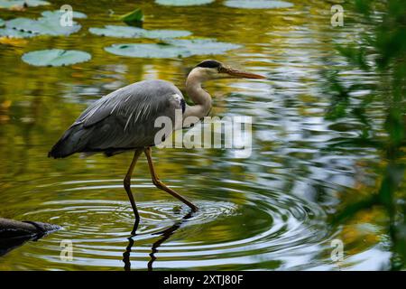 Grauer Reiher, der in einem Teich steht Stockfoto
