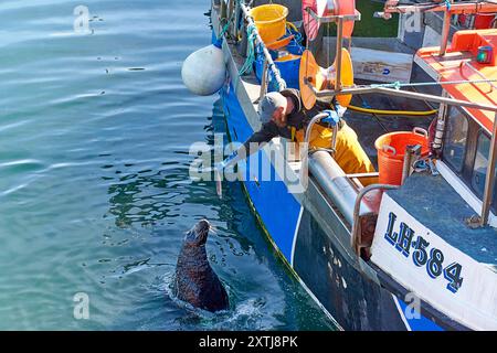 Fraserburgh Harbour Aberdeenshire Schottland ein Robben, der einem Fischer einen Fisch entziehen will Stockfoto