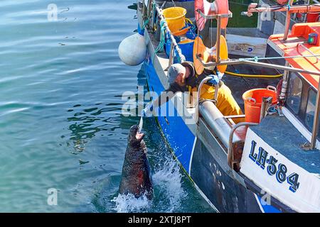 Fraserburgh Harbour Aberdeenshire Schottland ein Seehundmund, der einen Fisch aus der Hand eines Fischers nimmt Stockfoto