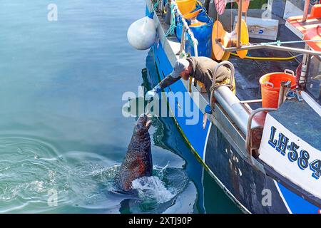 Fraserburgh Harbour Aberdeenshire schottischer Fischer, der eine Robbe mit Fisch füttert Stockfoto